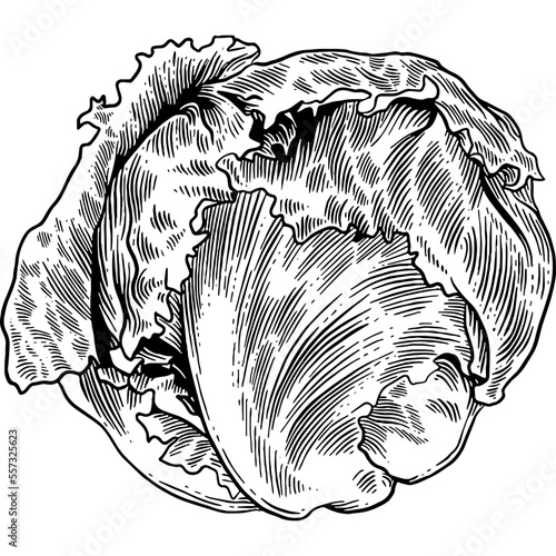 Hand drawn Iceberg Lettuce Leaves Sketch Illustration