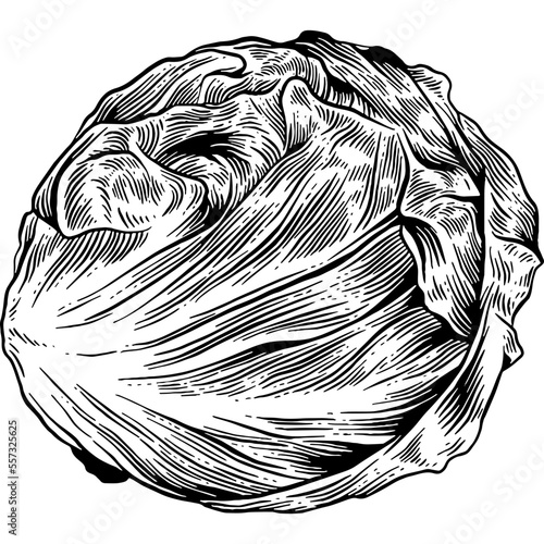 Hand drawn Radicchio Lettuce Leaves Sketch Illustration