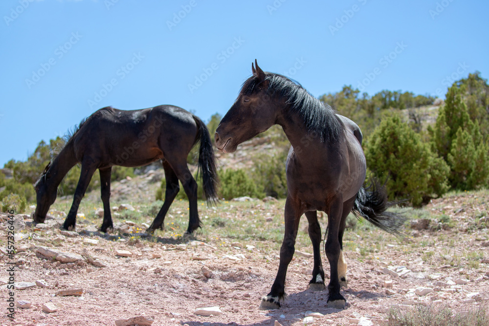 Black stallion and black mare wild horses on mineral lick hill on Pryor Mountain in the western United States Black stallion and black mare wild horses on mineral lick hill on Pryor Mountain in the western United States
