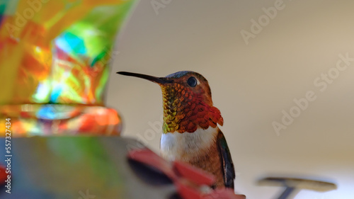 hummingbird feeding on feeder