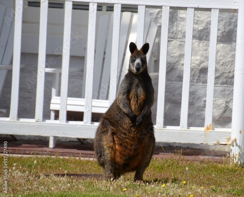 Fotografía Fat little swamp or black wallaby outside a cottage