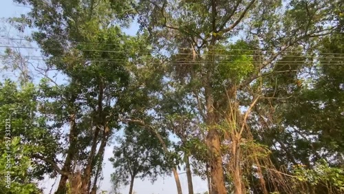 Tree in the forest