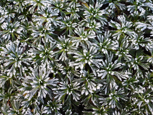 Frost in garden - plants affected by frost