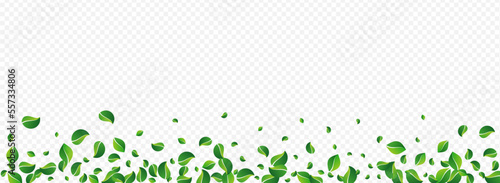 Mint Greens Organic Vector Panoramic Transparent