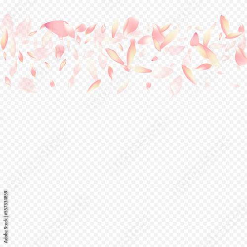 Red Rose Vector Transparent Background. Petal