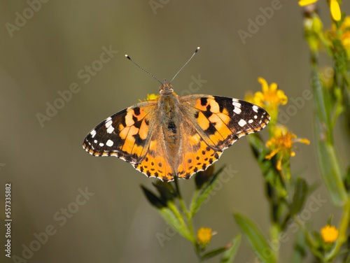 Butterfly, Thistle Vanessa [Cynthia cardui]
The thistle vanessa is a very skilled flyer that frequents the open and sunny lands from the plain to 1800 meters above sea level.  photo