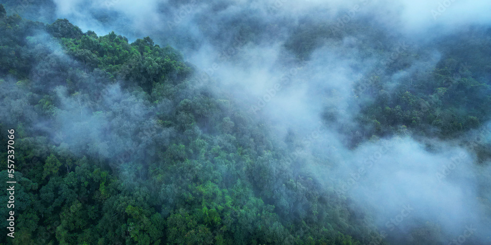 morning mist on the canopy in the rainforest	of borneo 