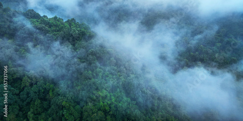morning mist on the canopy in the rainforest of borneo 