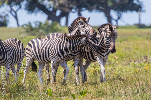 There are many Zebras in Isimangaliso Wetland Park  which is on the UNESCO Heritage List in South Africa.