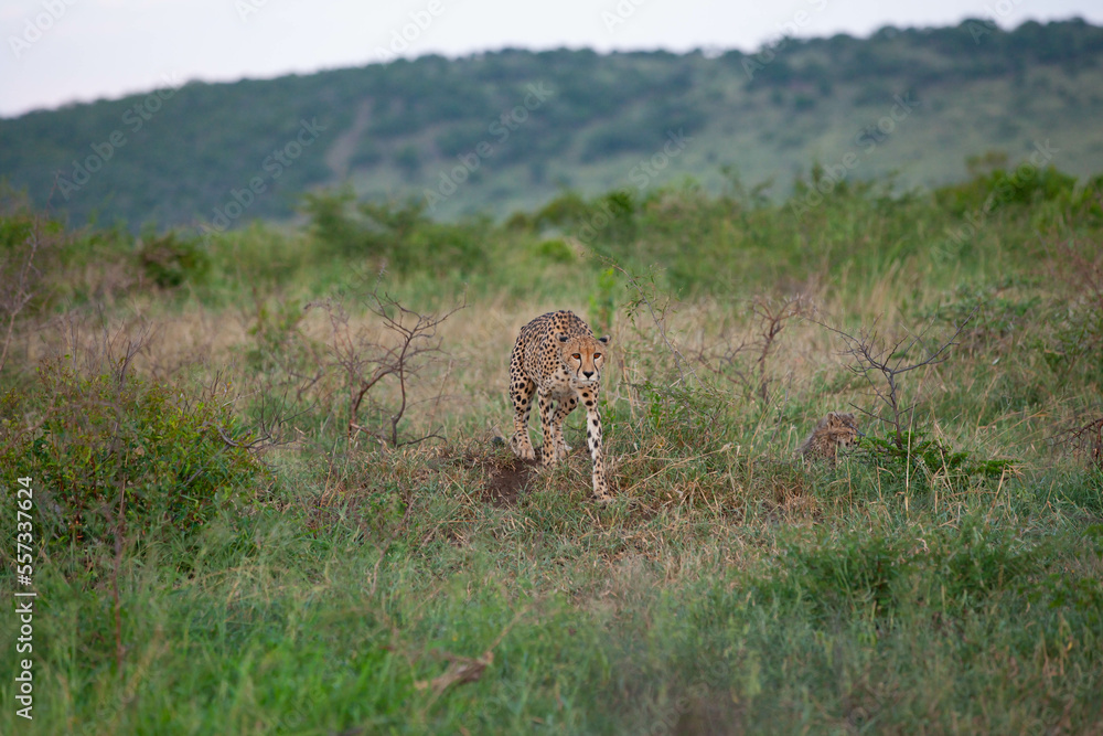 Cheetahs (Acinonyx jubatus) , one of the most favorite predators of African wildlife, are also the fastest land animals in the world.