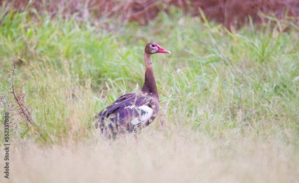 Spur-winged goose (Plectropterus gambensis) is found in wetlands all over Sub-Saharan Africa. Spur-winged goose (Plectropterus gambensis) is found in wetlands all over Sub-Saharan Africa.