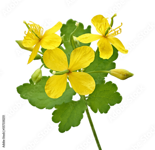 Closeup of Celandine (Chelidonium majus) plant. Medicinal herbaceous plant Celandine. Soft selective focus.