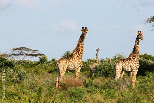 Giraffes often roam in large groups in the Isismangaliso Wetland Park in South Africa.