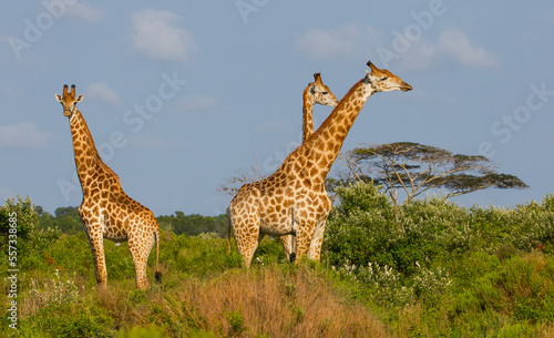 Giraffes often roam in large groups in the Isismangaliso Wetland Park in South Africa.