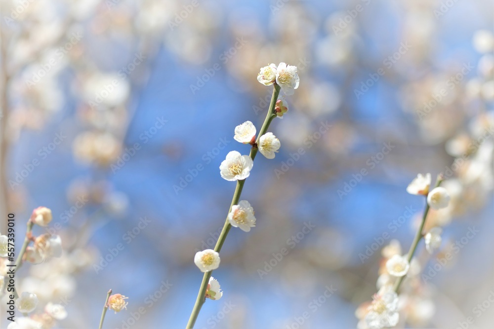 Japanese plum blossom in early spring Japanese plum blossom in early spring
