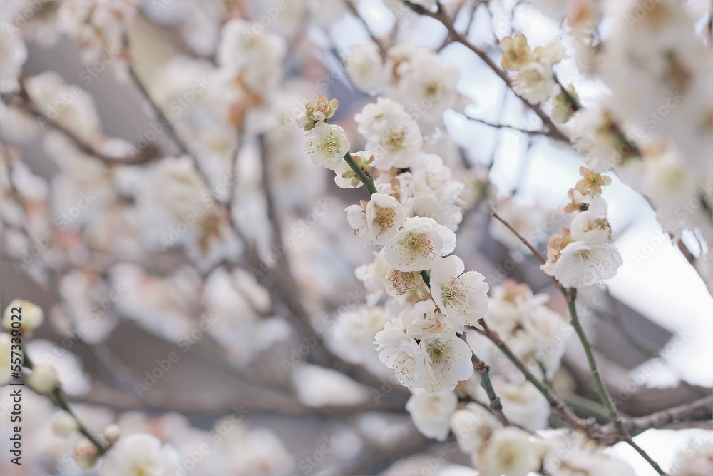 Japanese plum blossom in early spring