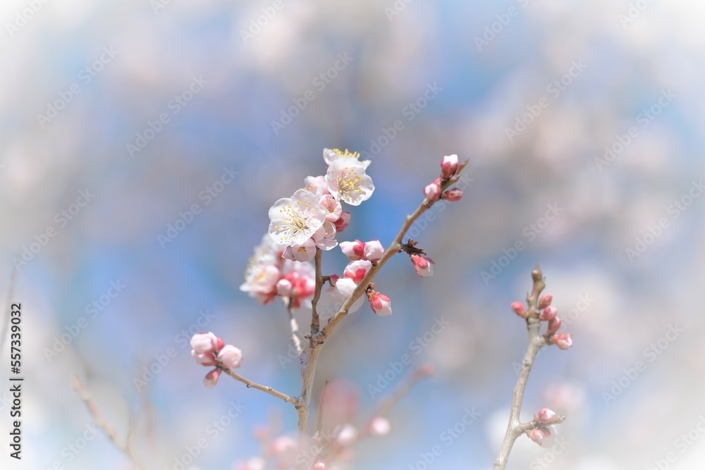 pink Japanese apricot blossom in blooming pink Japanese apricot blossom in blooming