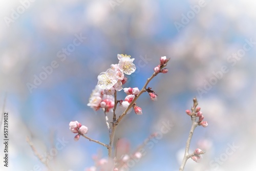 pink Japanese apricot blossom in blooming