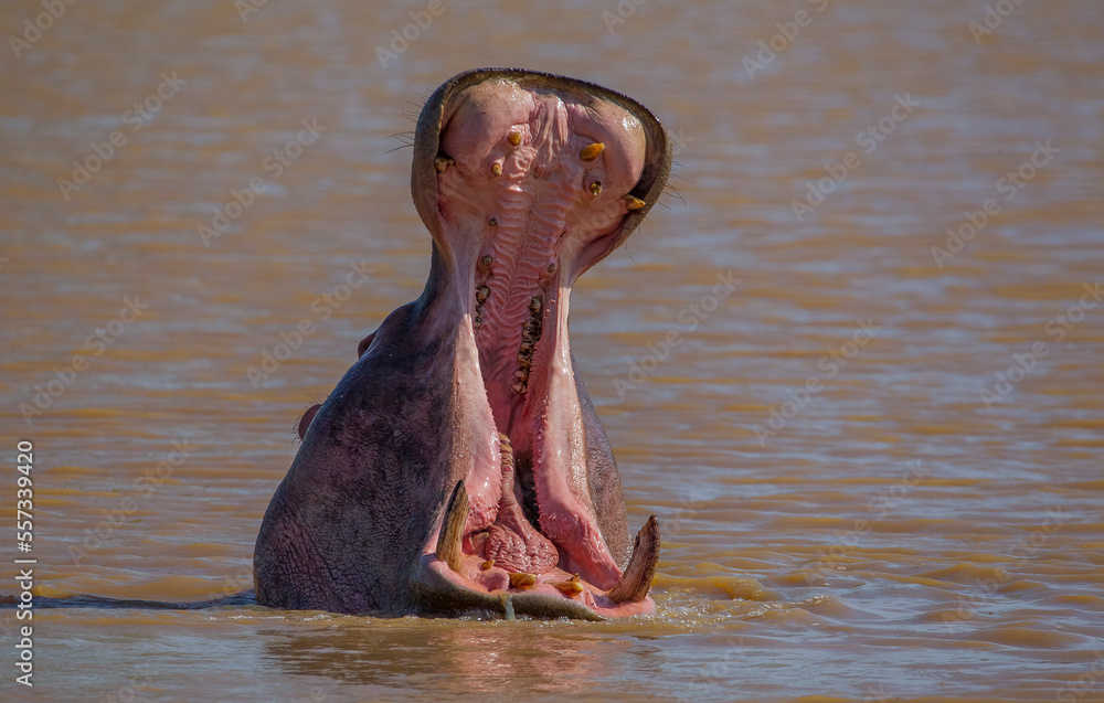 Fototapeta premium Hippo (Hippopotamus amphibius) is a large mammal herbivore from the hippo (Hippopotamidae) family. Hippos are located in many national parks in Africa.