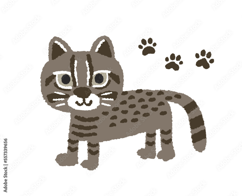 Iriomote Cat