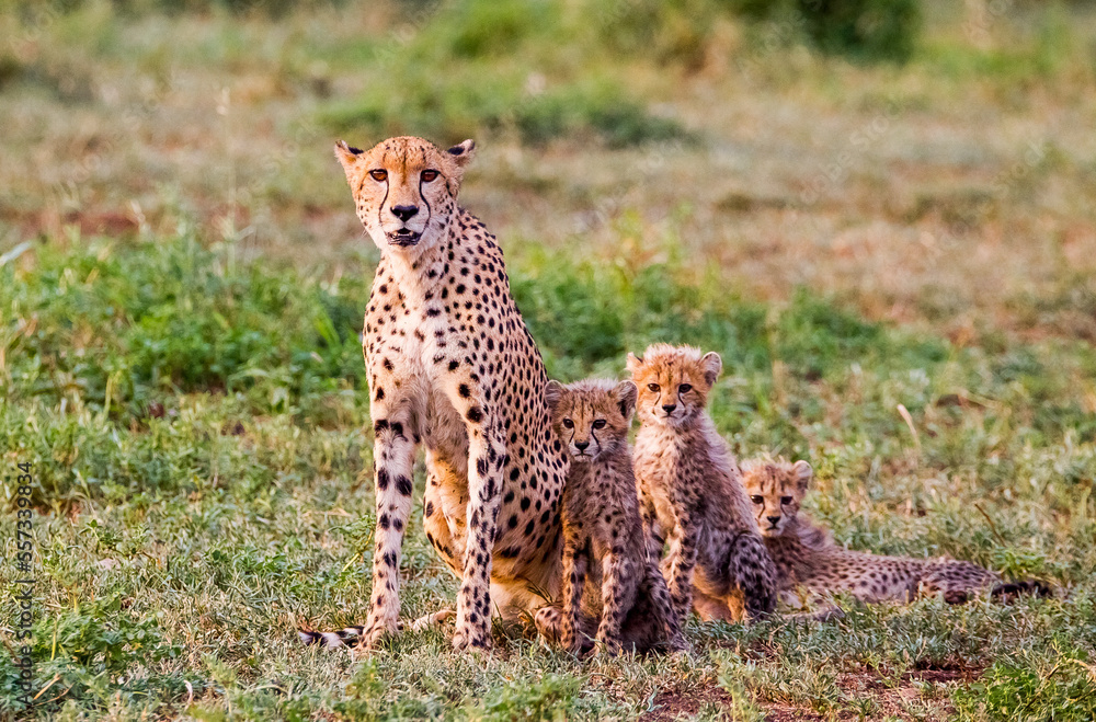 Fototapeta premium Cheetahs (Acinonyx jubatus) , one of the most favorite predators of African wildlife, are also the fastest land animals in the world.