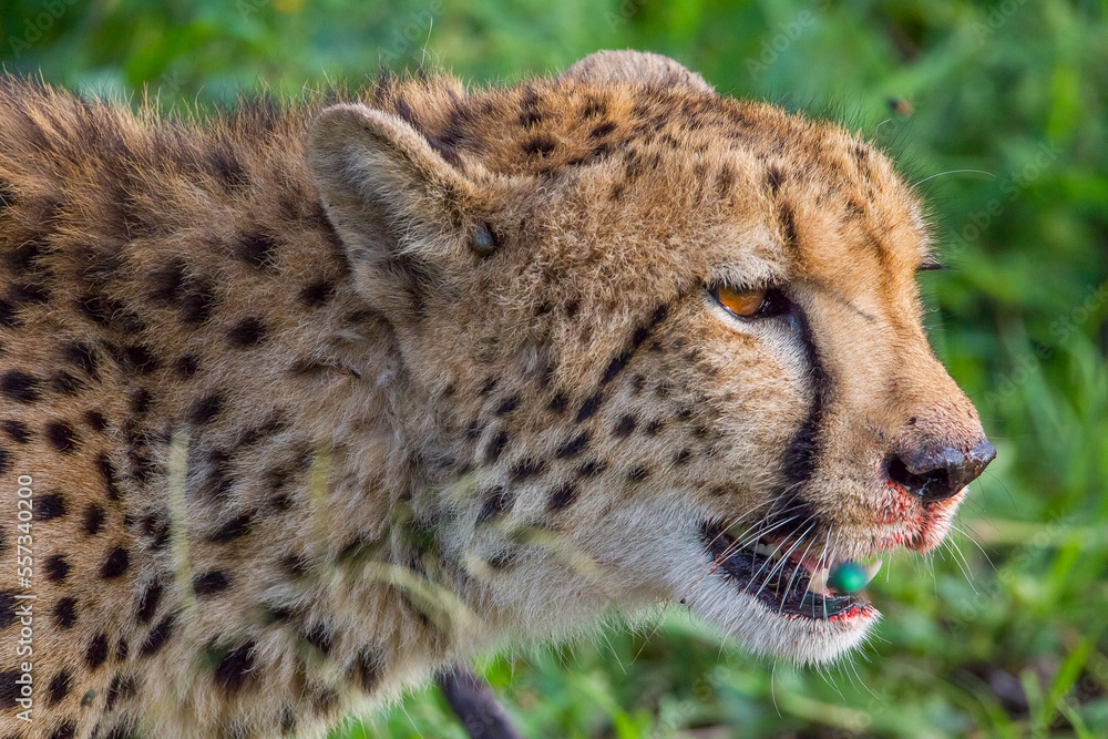 Cheetahs (Acinonyx jubatus) , one of the most favorite predators of African wildlife, are also the fastest land animals in the world. Cheetahs (Acinonyx jubatus) , one of the most favorite predators of African wildlife, are also the fastest land animals in the world.