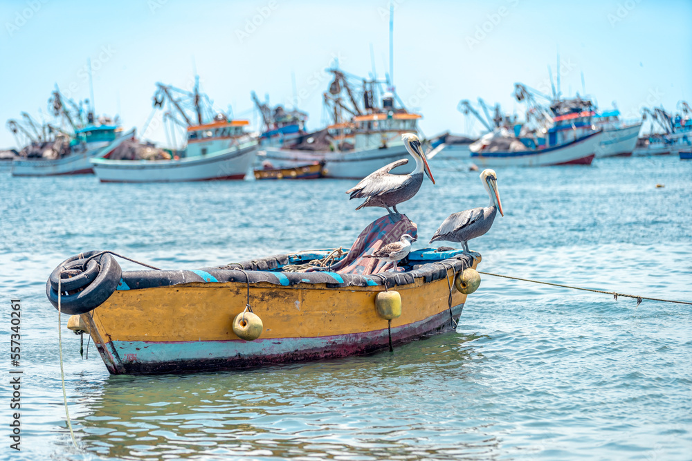 pepelicans on a fishing boat on the seashore pepelicans on a fishing boat on the seashore