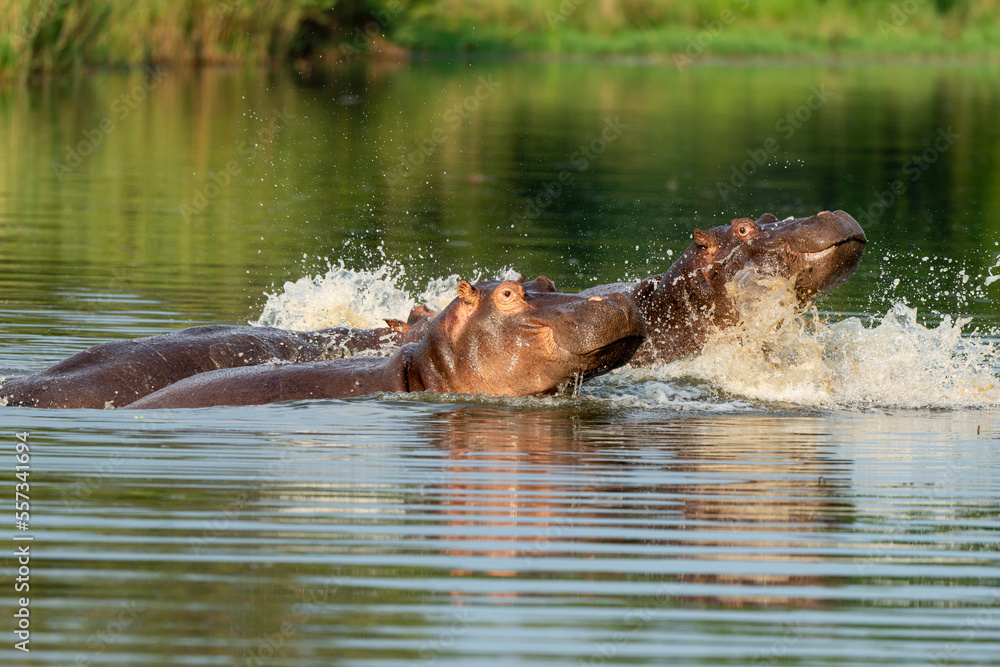 Fototapeta premium Hippopotame, Hippopotamus amphibius, Afrique du Sud