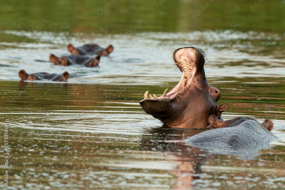 Fototapeta premium Hippopotame, Hippopotamus amphibius, Afrique du Sud
