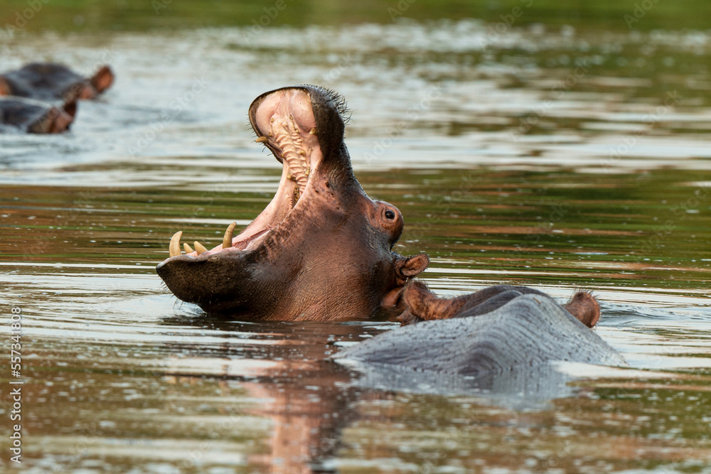 Hippopotame, Hippopotamus amphibius, Afrique du Sud Hippopotame, Hippopotamus amphibius, Afrique du Sud