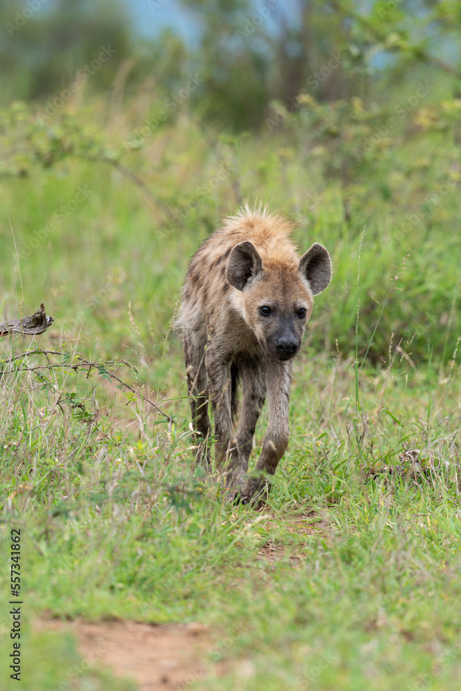 Hyène tachetée, jeune, Crocuta crocuta, Afrique du Sud