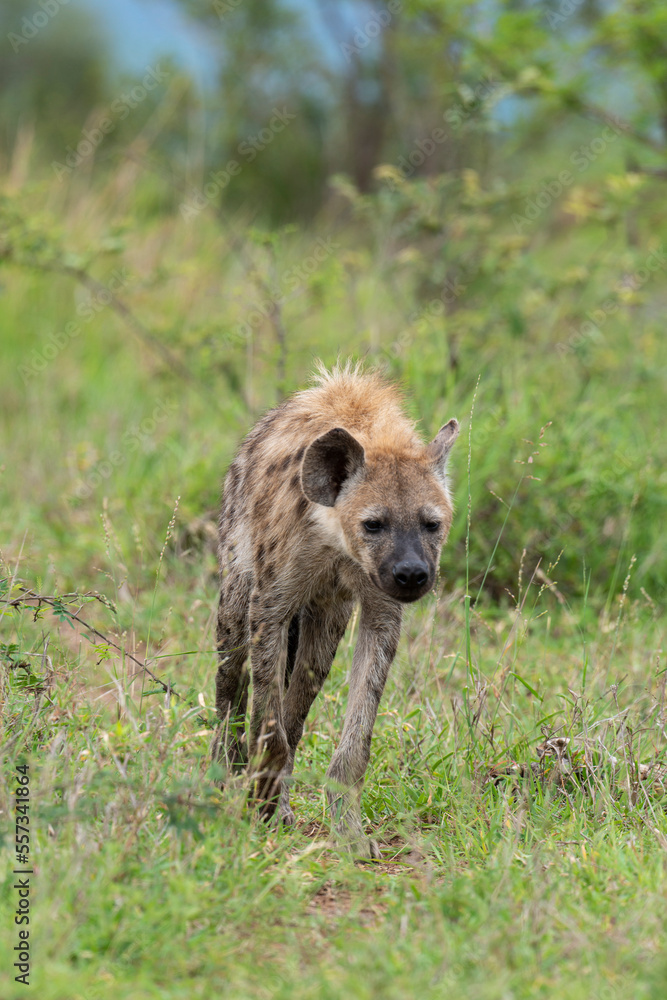 Hyène tachetée, jeune, Crocuta crocuta, Afrique du Sud Hyène tachetée, jeune, Crocuta crocuta, Afrique du Sud