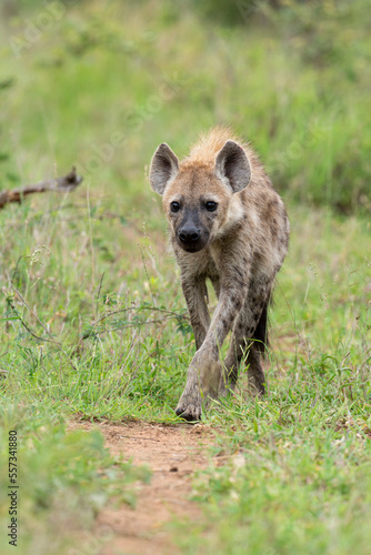 Hyène tachetée, jeune, Crocuta crocuta, Afrique du Sud © JAG IMAGES