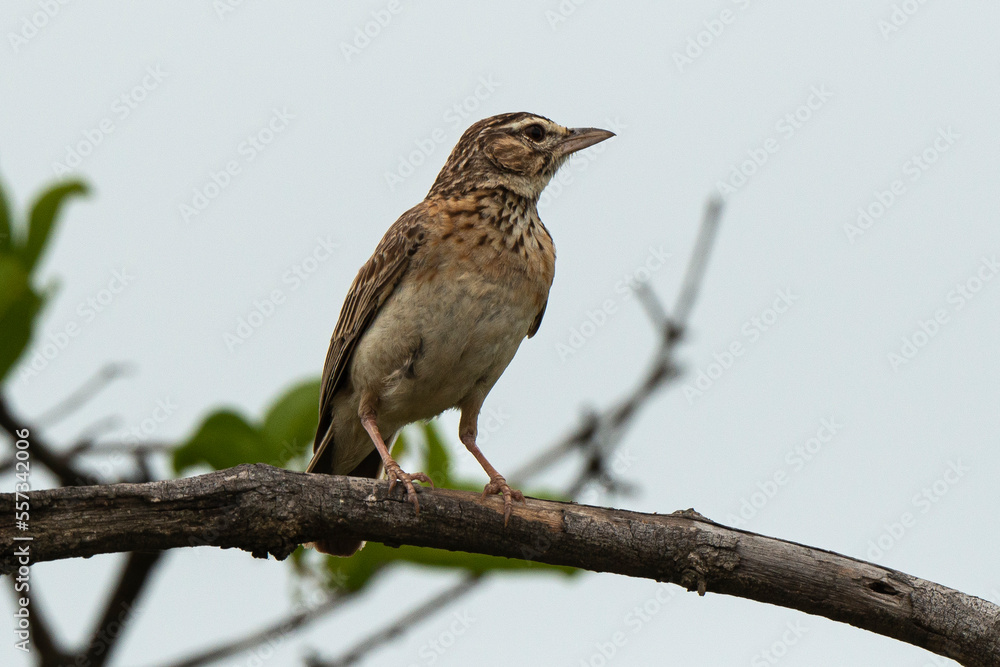 Merle litsitsirupa, Grive litsitsirupa,.Turdus litsitsirupa, Groundscraper Thrush Merle litsitsirupa, Grive litsitsirupa,.Turdus litsitsirupa, Groundscraper Thrush