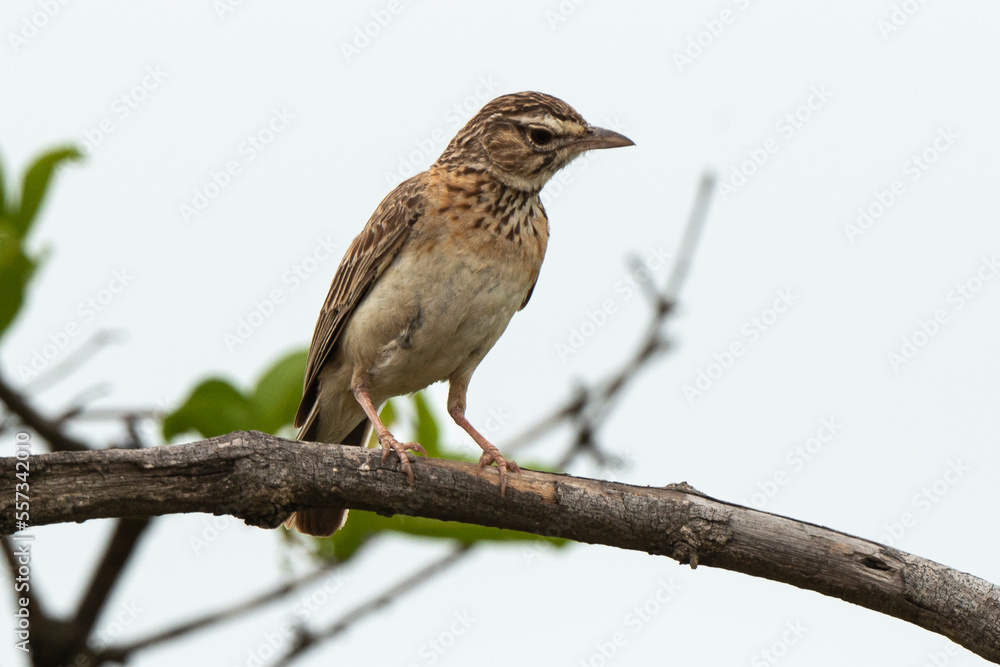 Fototapeta premium Merle litsitsirupa, Grive litsitsirupa,.Turdus litsitsirupa, Groundscraper Thrush