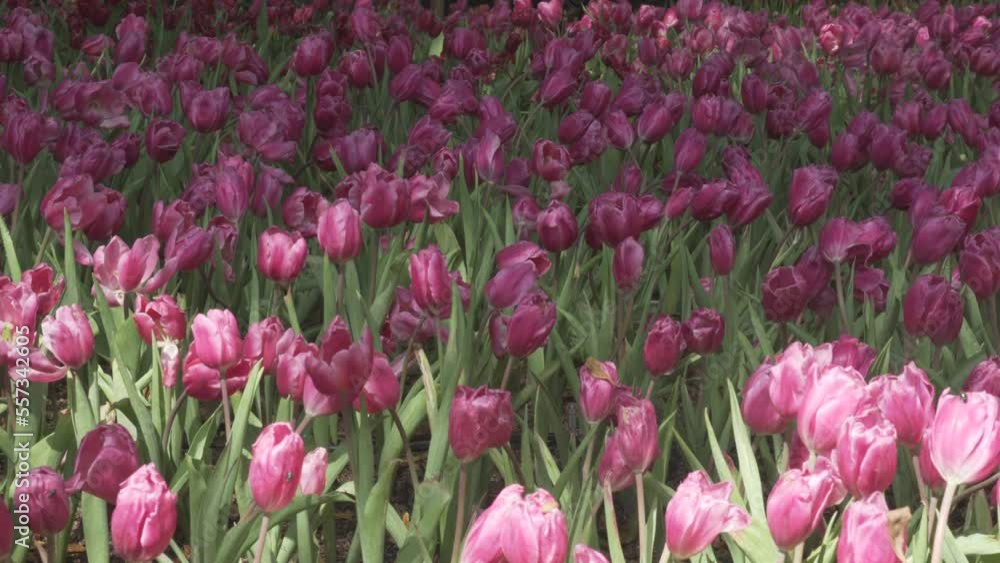 pink tulip flower growing decorating in garden pink tulip flower growing decorating in garden