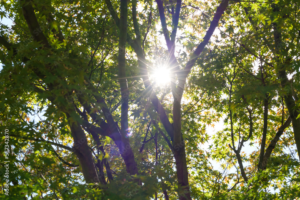 Obraz premium Yellow-green maple shining in the sunlight in autumn