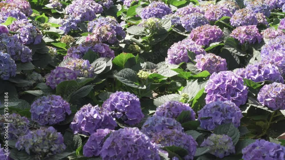 blooming violet purple blue hydrangea flower field garden horticulture