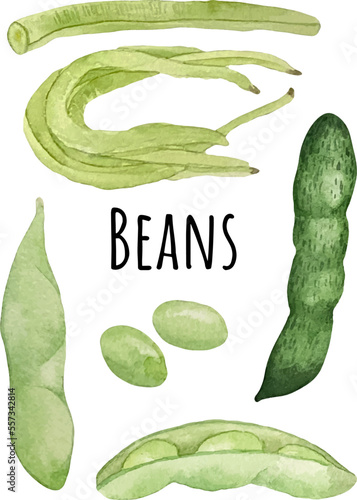 Watercolor illustration of various types of beans. Green edamami, velevet beans and yardlong beans. Green soybeans and seed. Asian food. Edamame lover