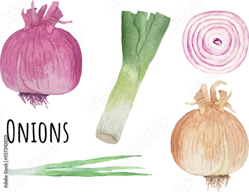Watercolor illustration of various types of onions. Red, yellow, white onion, scallions and leek