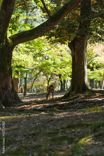 Deer in Nara Park relaxing in the forest