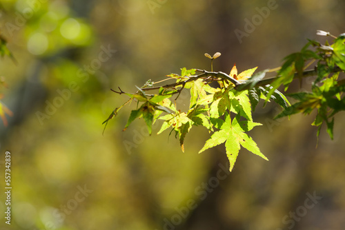 Yellow-green maple shining in the sunlight in autumn © 隼人 岩崎