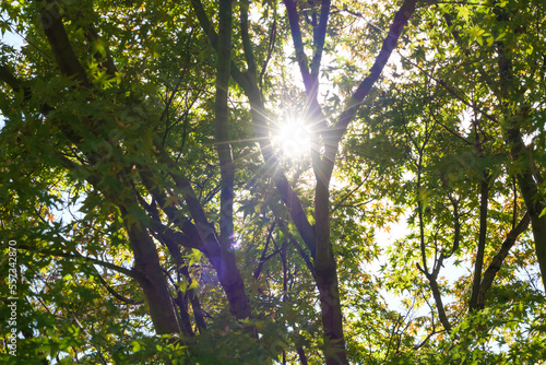 Yellow-green maple shining in the sunlight in autumn