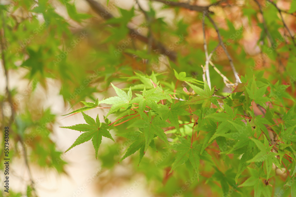 Yellow-green maple shining in the sunlight in autumn Yellow-green maple shining in the sunlight in autumn