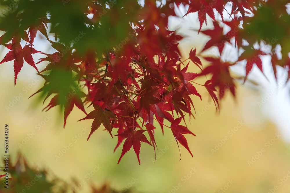 Autumn forest, beautiful autumn leaves in bright red and yellow Autumn forest, beautiful autumn leaves in bright red and yellow