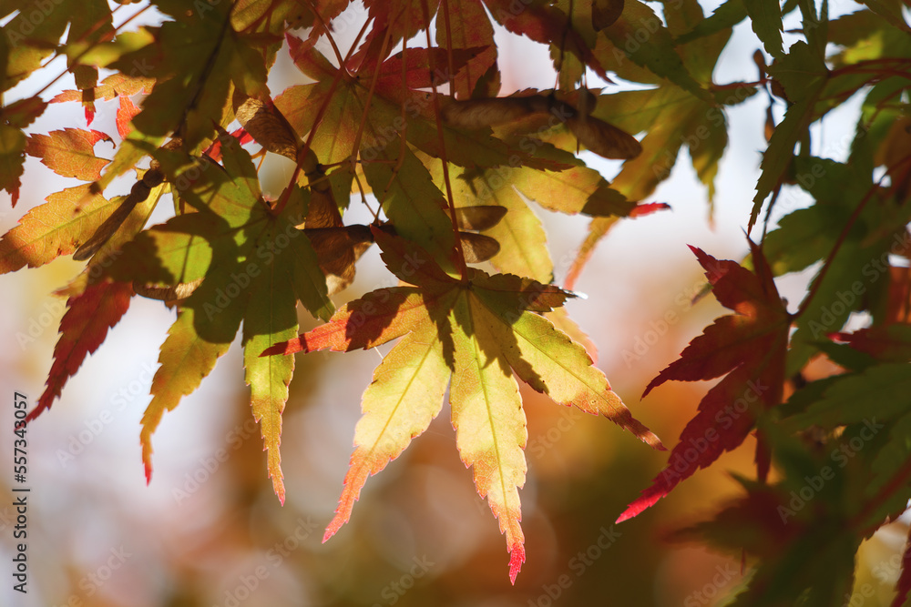 Fototapeta premium Autumn forest, beautiful autumn leaves in bright red and yellow