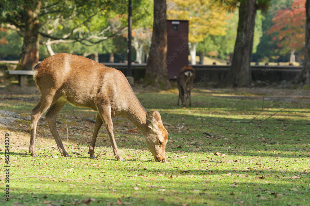 Deer in Nara Park relaxing in the forest Deer in Nara Park relaxing in the forest