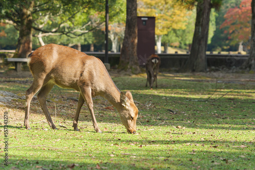 Deer in Nara Park relaxing in the forest