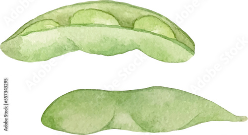Watercolor illustration of green edamame beans. Green soybeans and seed. Asian food. Edamame lover