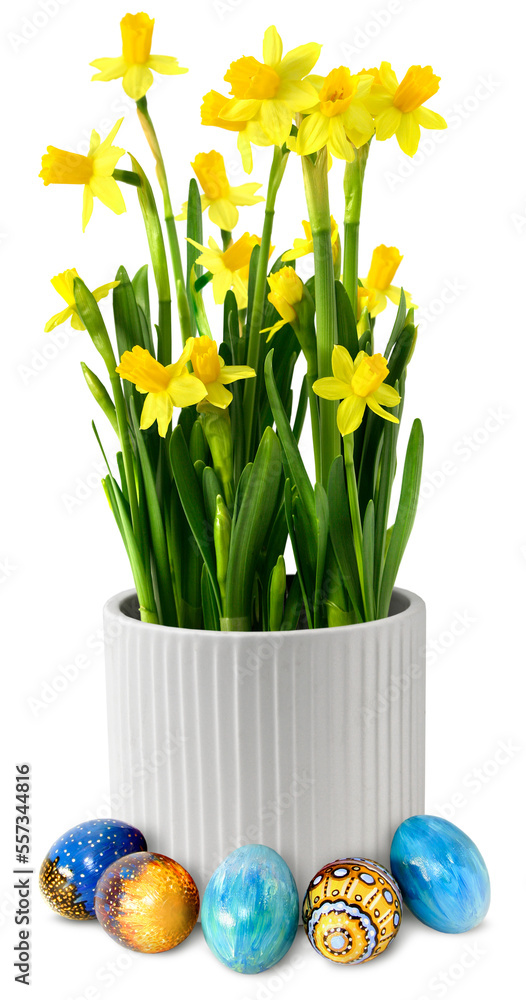 Yellow narcissus flower  in white ceramic pot, decoration with colorful hand painted Easter eggs, isolated. Minimum drop shadow. - obrazy, fototapety, plakaty 